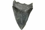 Bargain, 4.25" Fossil Megalodon Tooth - South Carolina - #203076-1